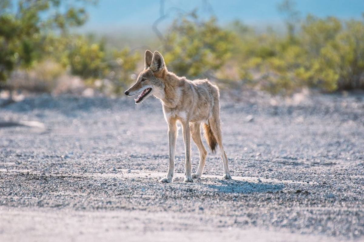 heat-stroke-in-dogs-can-be-deadly-know-symptoms-causes-and-treatment