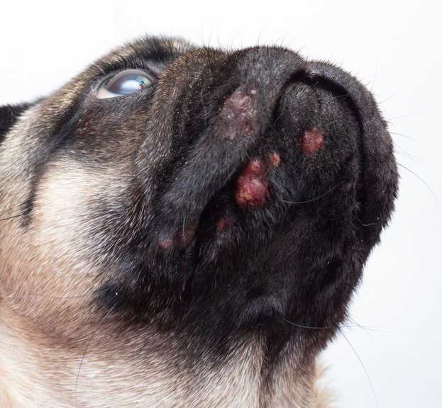 Learn the Truth About Dog Acne Causes, Treatment, and Prevention