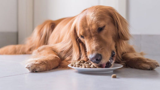 Feeding Wet Dog Food 