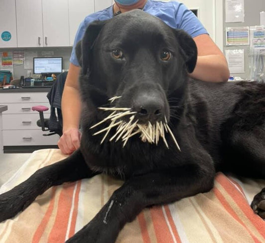 Dog after an encounter with a porcepine 