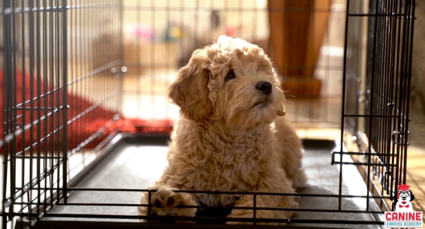 Housebreaking Your Puppy With a Crate 