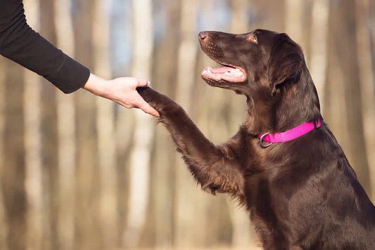 Encourage Positive Behavior in Your Dog