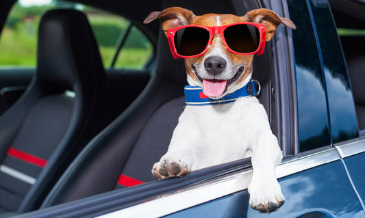 Carsickness in Dogs