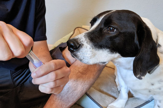 Giving Your Dog a DNA Test