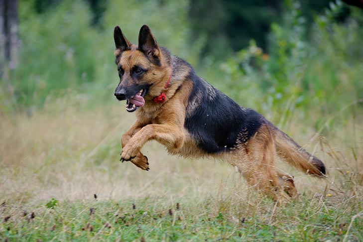 Understanding Prey Drive in Dogs – Doggykingdom