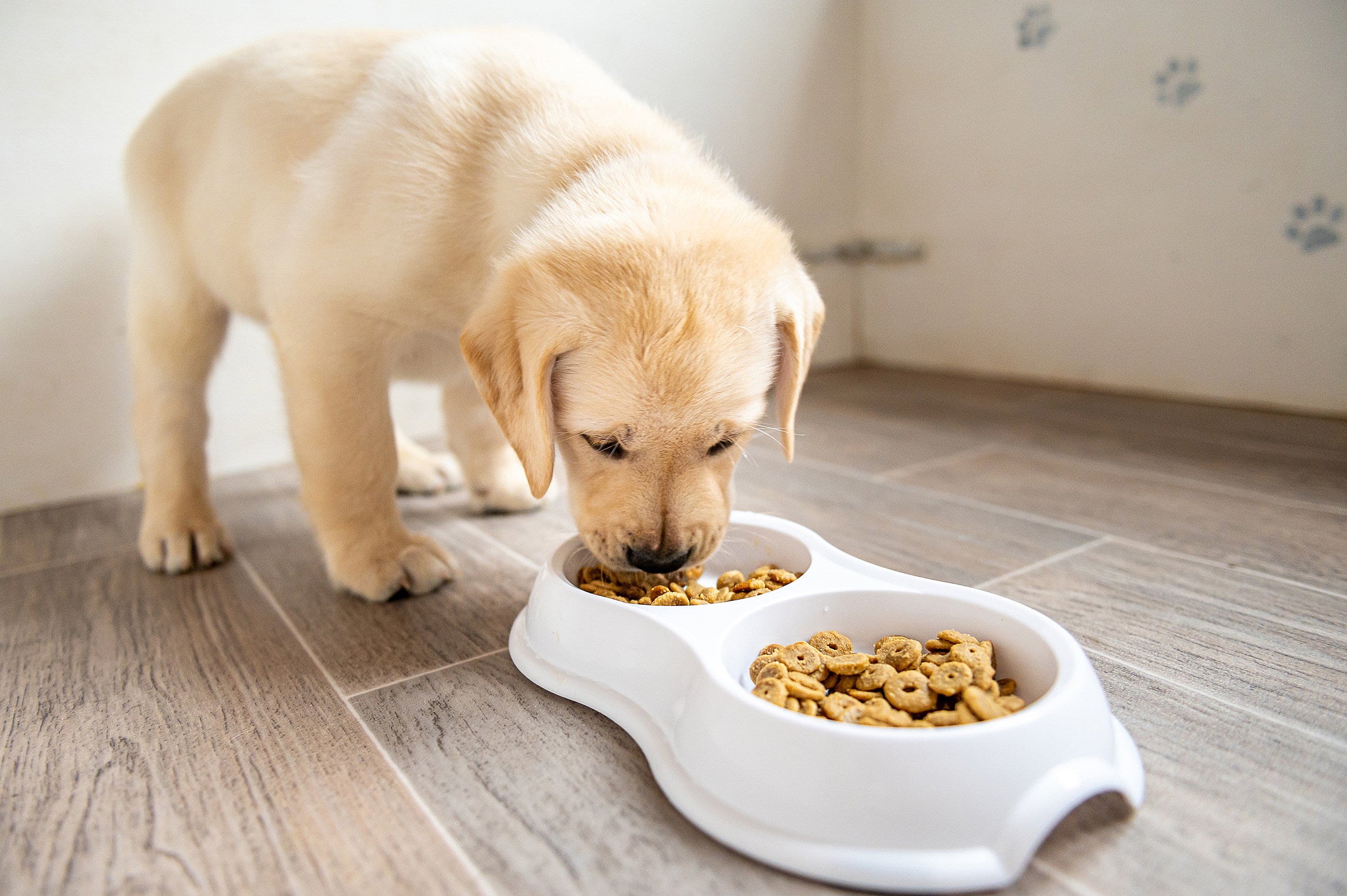 Peas in outlet dog food heart