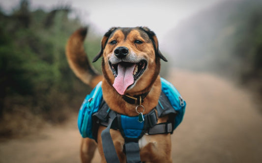 Hiking with Your Dog 