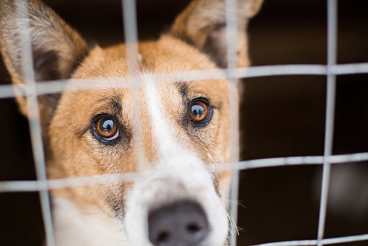 Choosing a Rescue Dog 