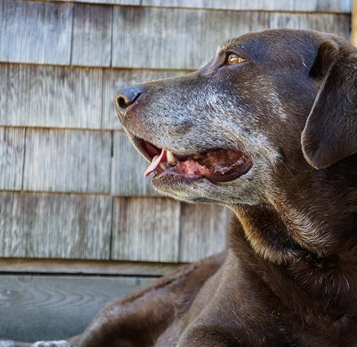 Caring for a senior dog. 