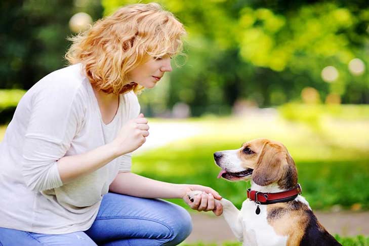 Why Teach Your Dog Hand Signals? – Doggykingdom