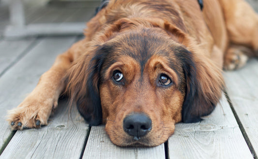 Signs of Heartworm in Your Dog