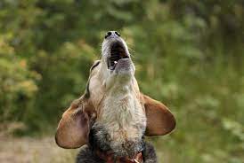 Why does a dog howl? 