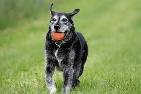 Exercise helps maintain your senior dog's life. 