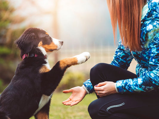 Puppy training techniques 