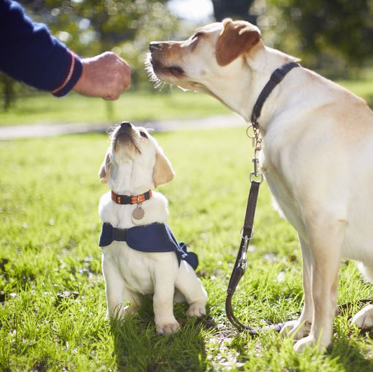 Teaching Positive Habits in Your Dog 