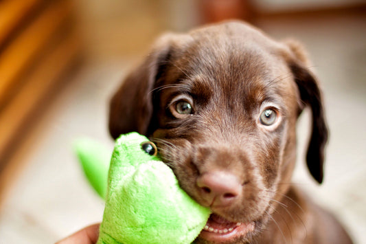 Puppy Teething 