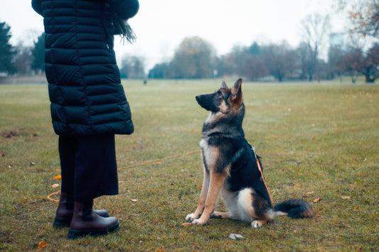 Dog Training Tools 