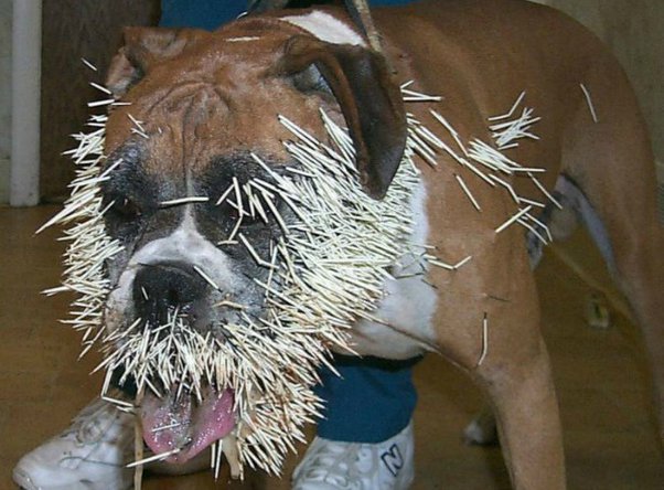 How to Remove Porcupine Quills from a Dog