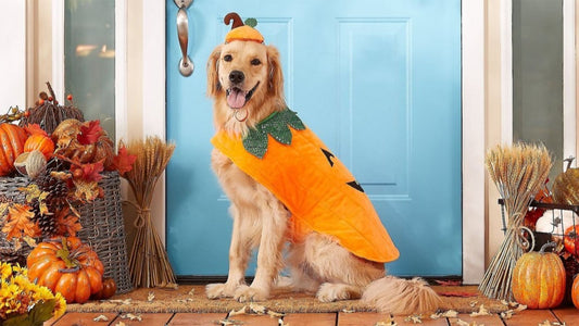 Halloween Safety Tips for Dog Owners