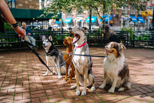 Importance of Canine Socialization 