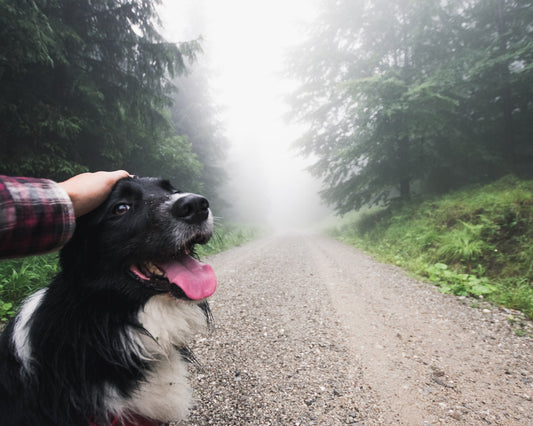 Calming Your Pet During a Thunderstorm 