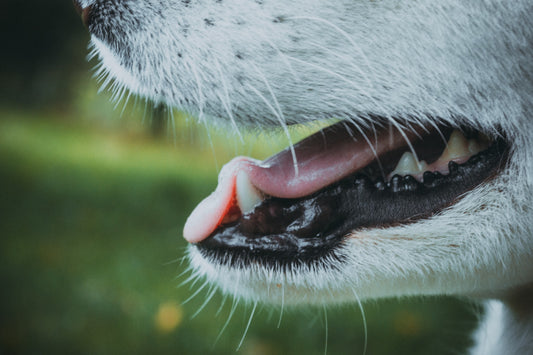 The Effects of Humidity on Your Dog