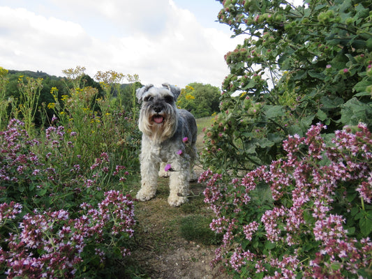 Poisonous Plants and Your Dog 