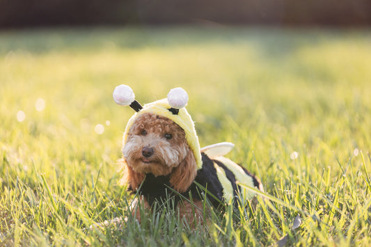 Dog Bee Sting First Aid 