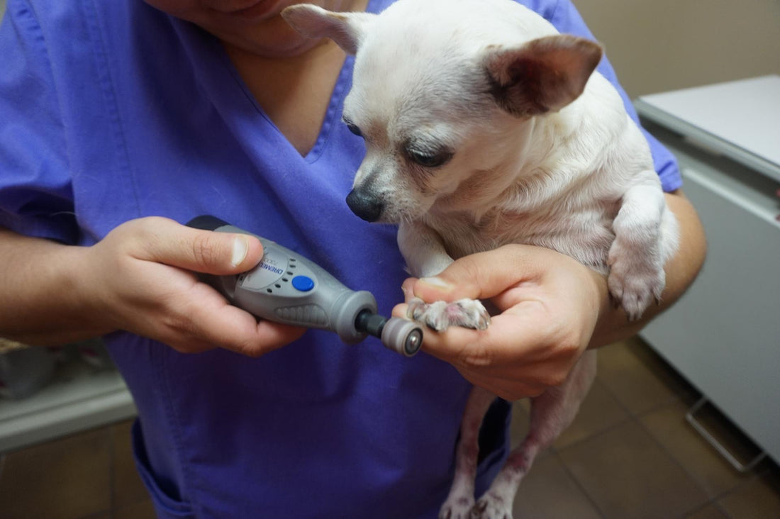  Trimming Your Dog’s Nails with a Dremel