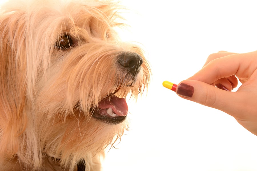Fish Oil for Dogs 