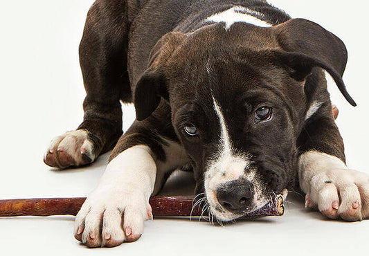 Dog with Bully Stick 