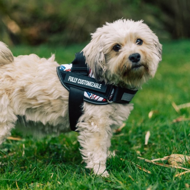 K9 personalised outlet harness