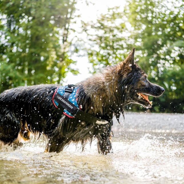 Dog shop kingdom harness