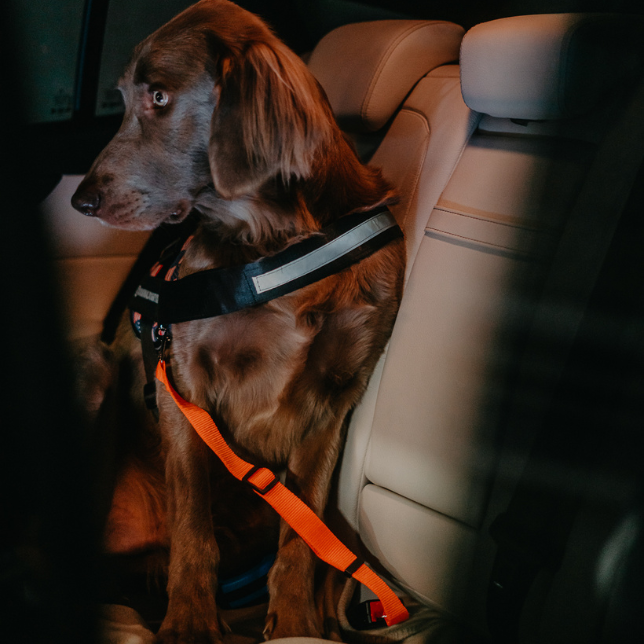 are dog car seat belts safe