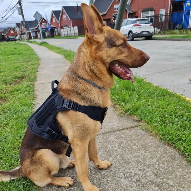 German shepherd tactical outlet harness